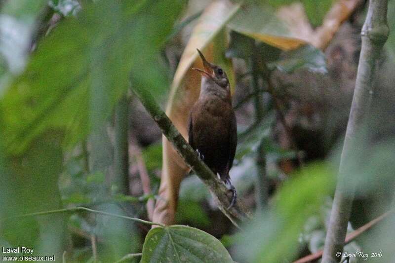 Nava's Wren male adult, habitat, song