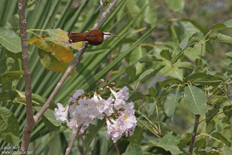 Giant Wren, habitat, pigmentation