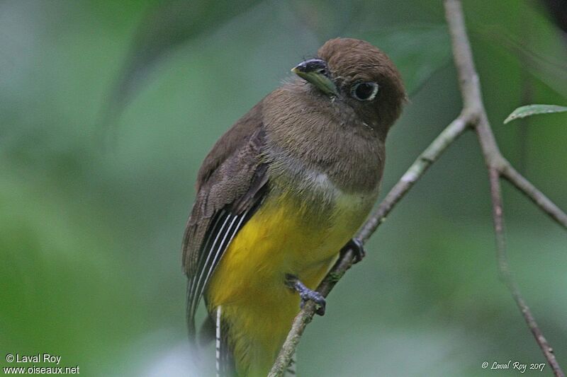 Northern Black-throated Trogon