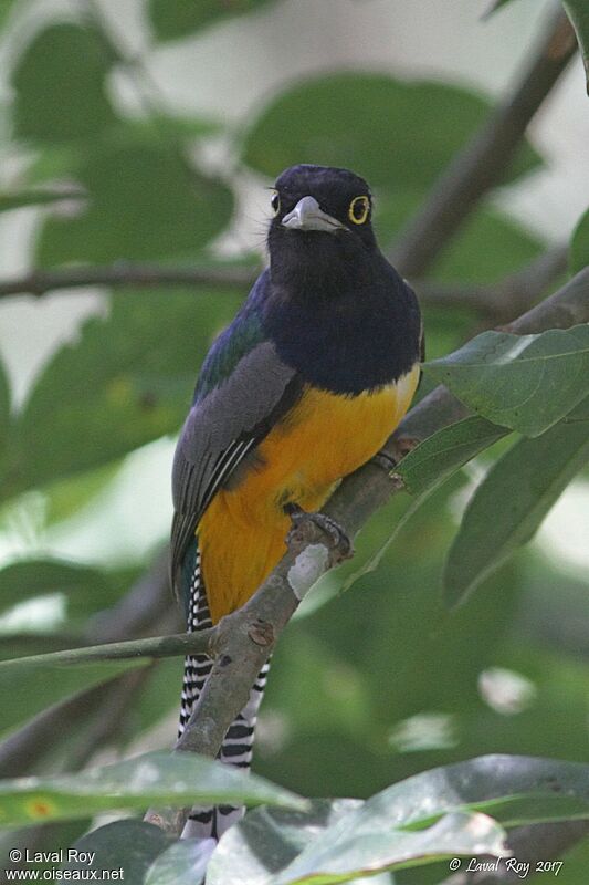 Trogon violacé