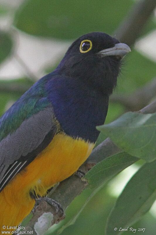 Trogon violacé