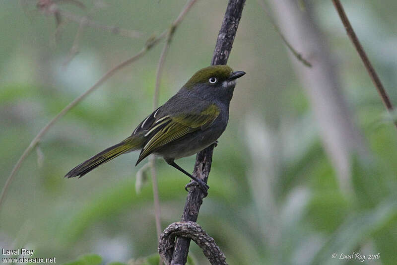 Viréo ardoiséadulte, identification