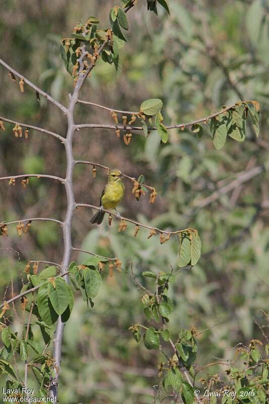 Golden Vireo male adult breeding