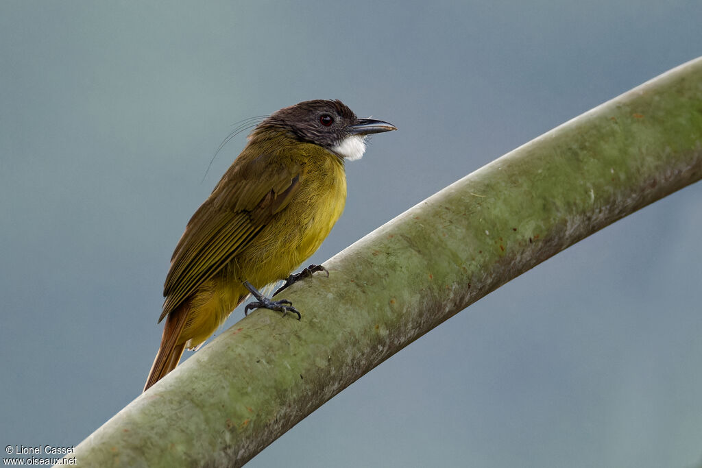 Bulbul à barbe blanche