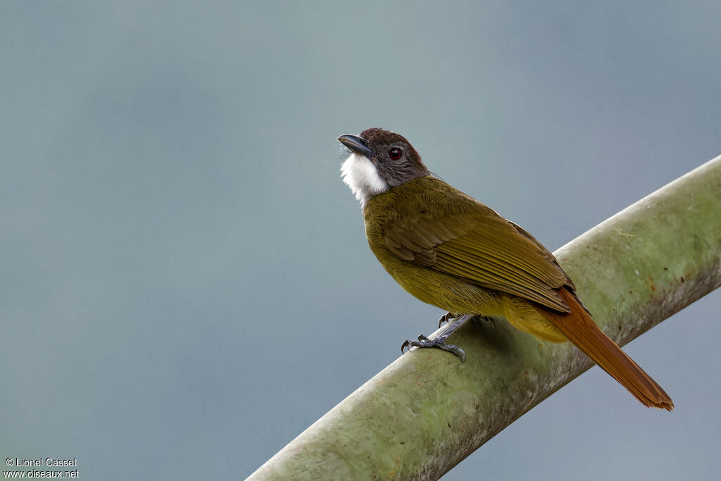 Bulbul à barbe blanche