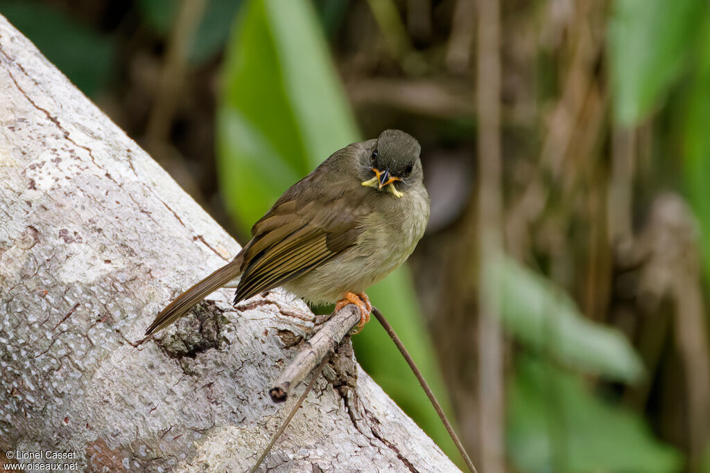 Yellow-whiskered Greenbul