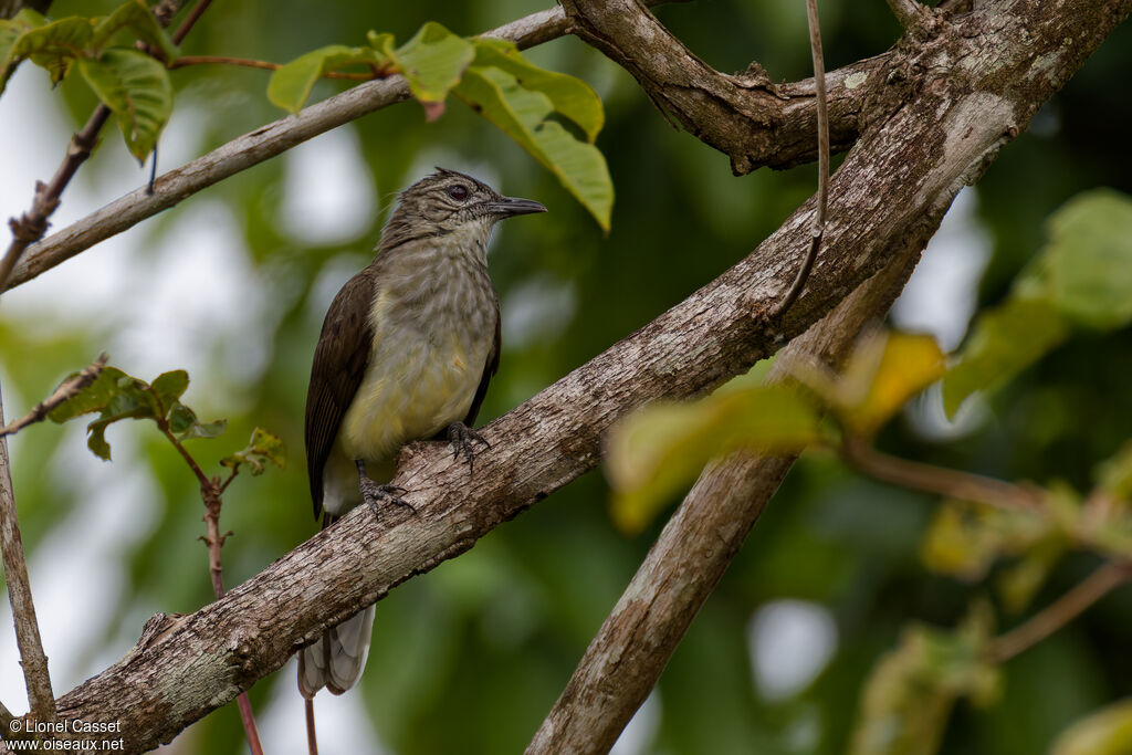 Swamp Palm Bulbul