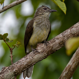 Bulbul des raphias