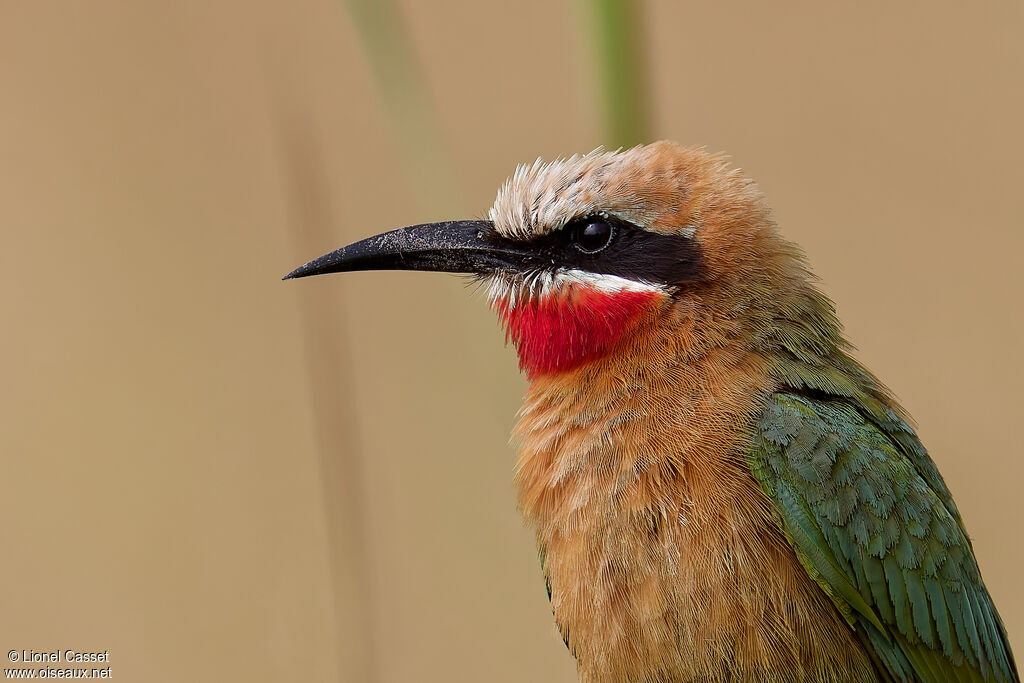 White-fronted Bee-eater