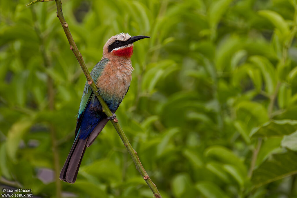 White-fronted Bee-eater
