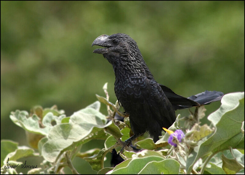 Smooth-billed Ani