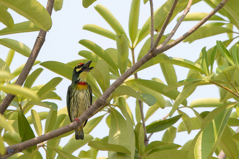 Barbu à plastron rouge