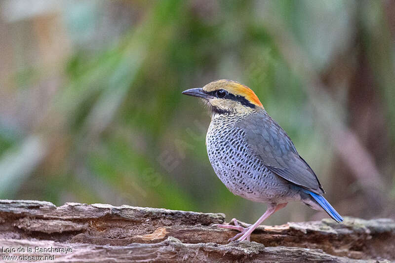 Brève bleue femelle adulte, identification