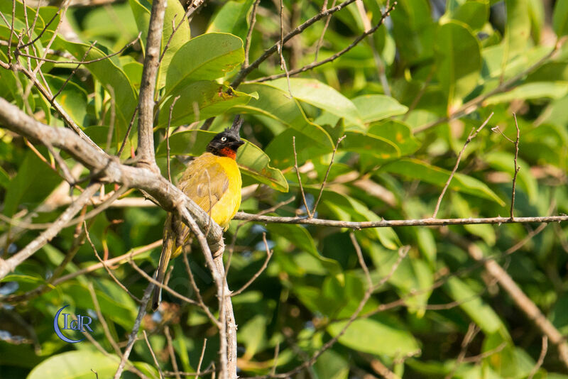 Bulbul à huppe noire