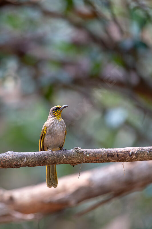 Bulbul de Finlayson