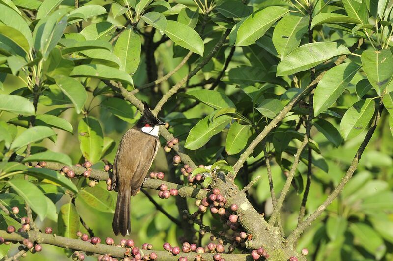 Bulbul orphée