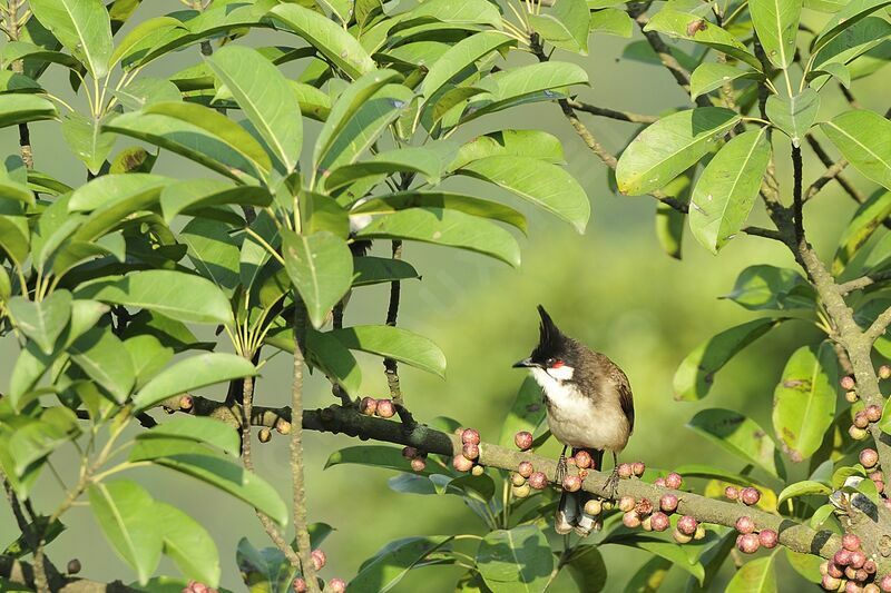 Bulbul orphée