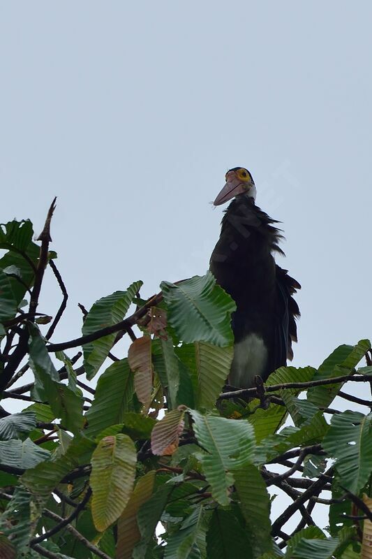 Cigogne de Storm