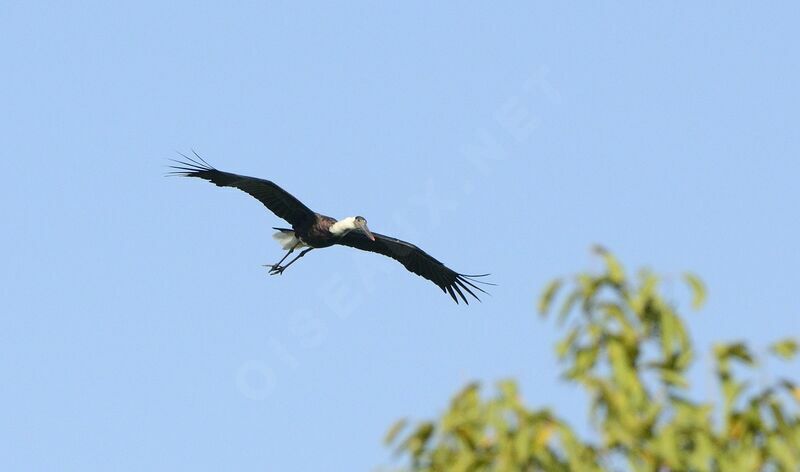 Asian Woolly-necked Stork