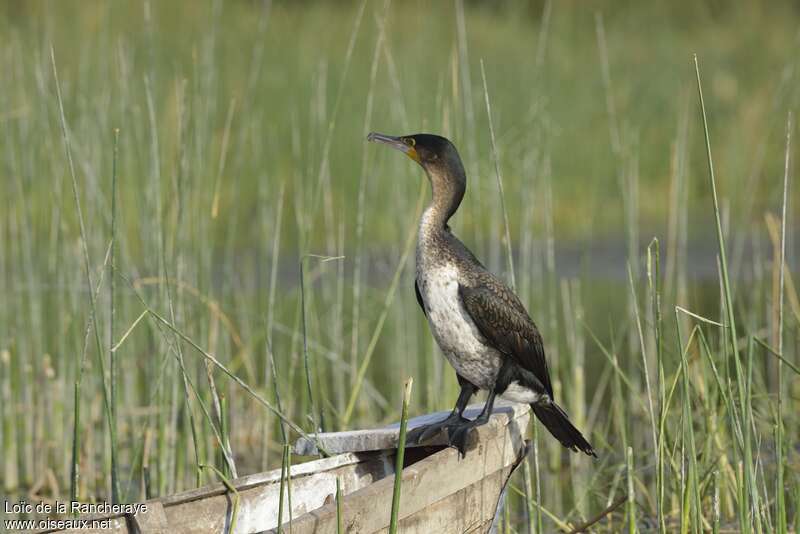 Cormoran à poitrine blanche2ème année, identification