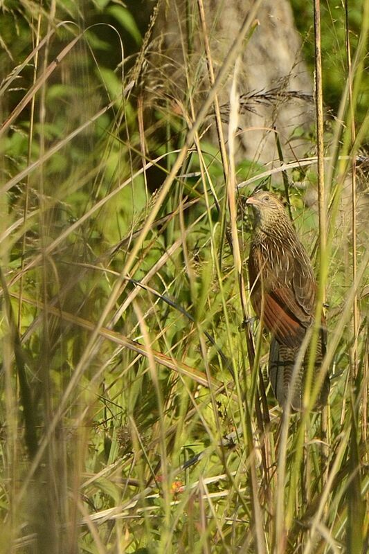 Coucal rufin