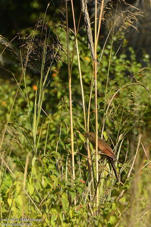 Coucal rufinadulte internuptial, habitat