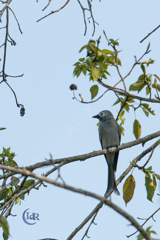 Ashy Drongo