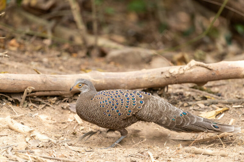 Éperonnier chinquis mâle adulte