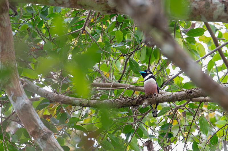 Black-and-yellow Broadbill