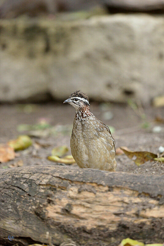 Francolin huppé