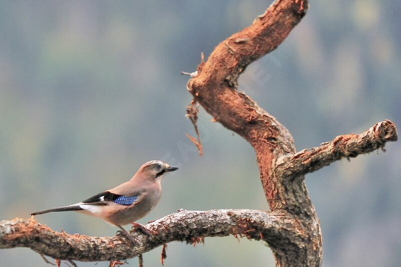 Eurasian Jay