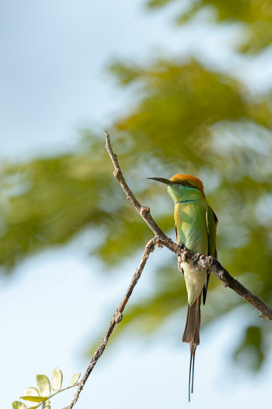 Asian Green Bee-eater