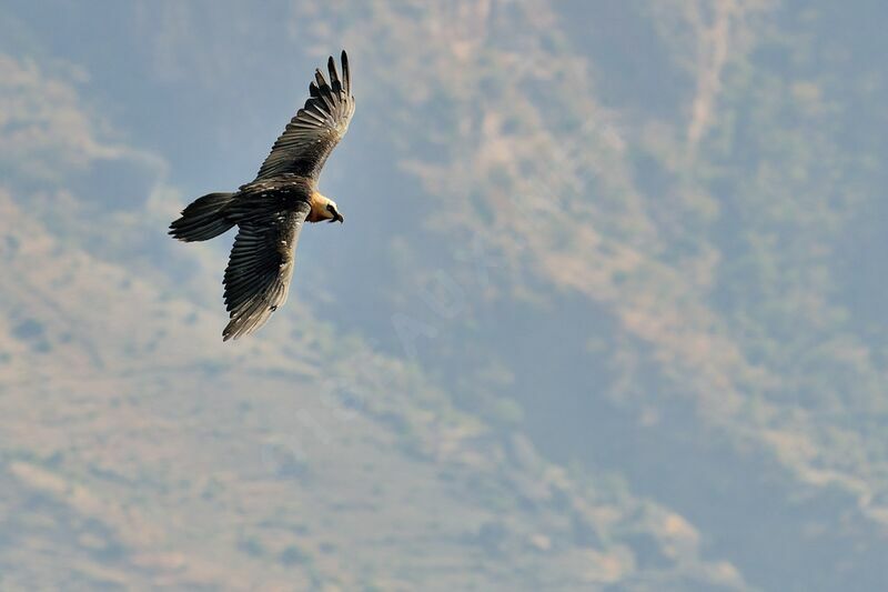 Bearded Vulture