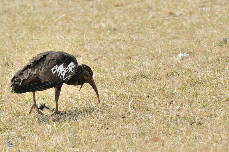 Ibis caronculé