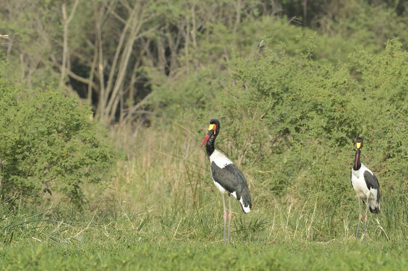 Jabiru d'Afrique