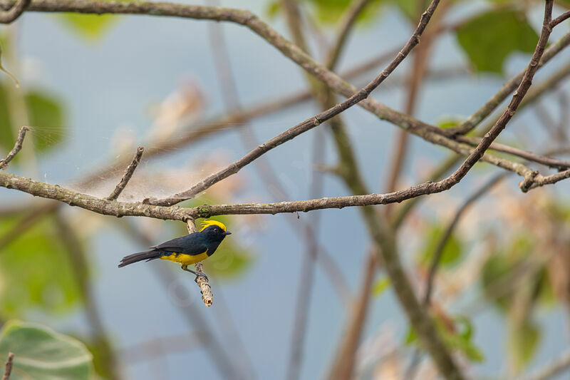 Mésange sultane