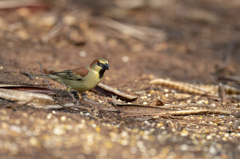 Moineau flavéole mâle