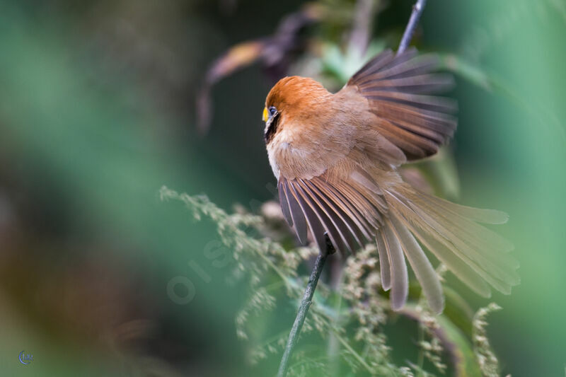 Paradoxornis fléchéjuvénile