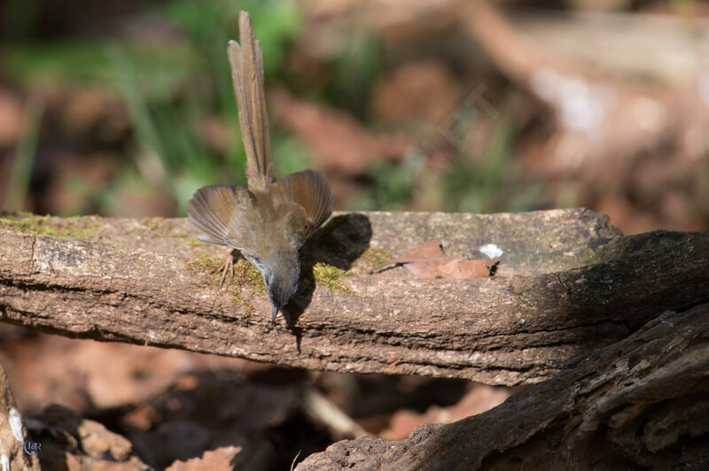 Prinia des collines