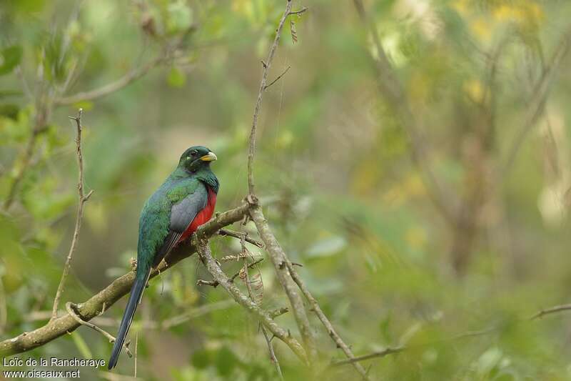 Trogon narina mâle adulte, identification