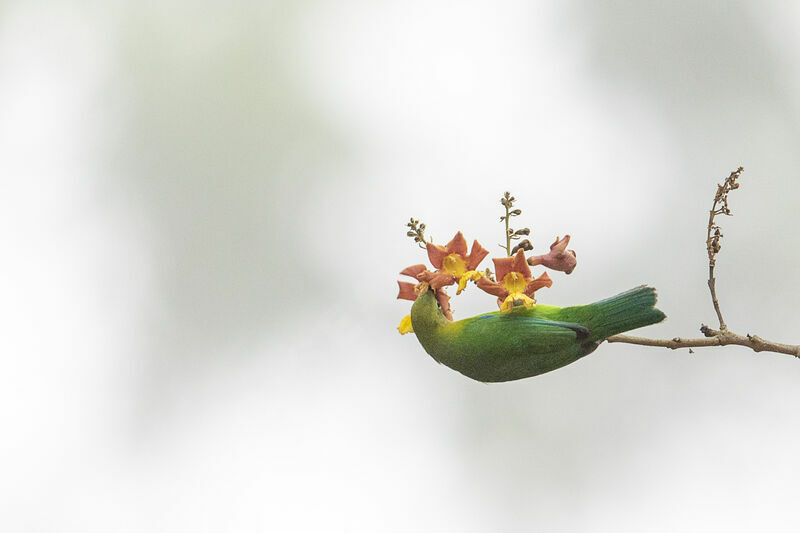 Verdin à ailes bleues