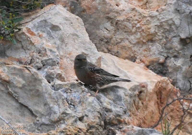 Alpine Accentor