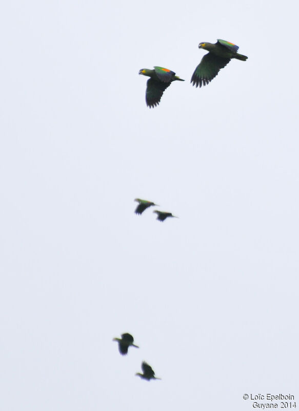 Orange-winged Amazon