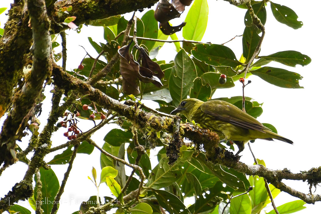 Three-wattled Bellbird