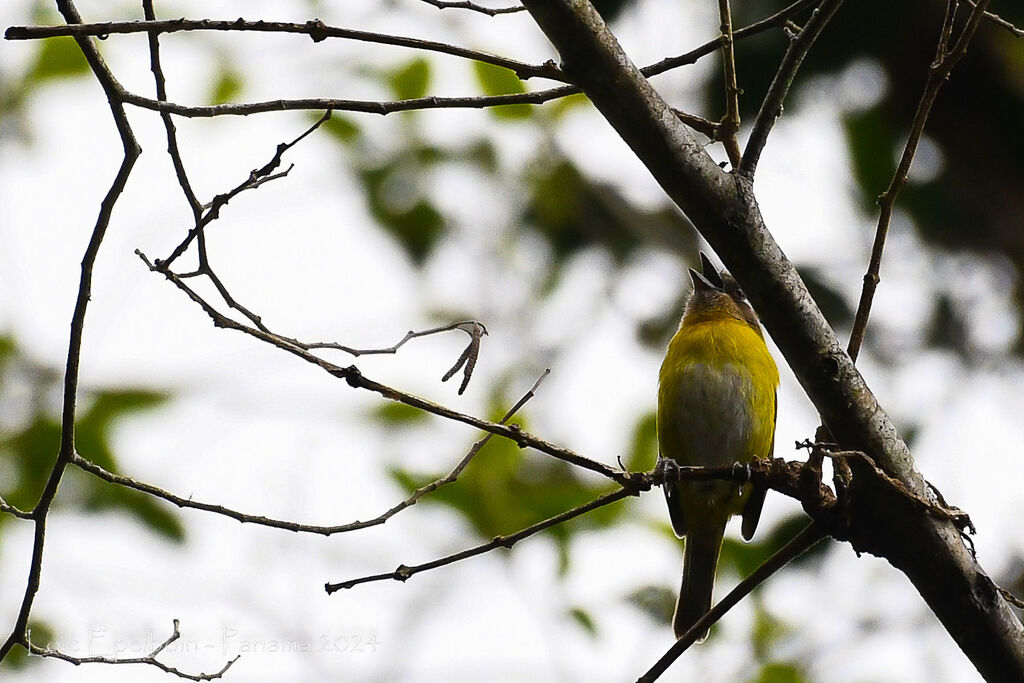 Common Chlorospingus