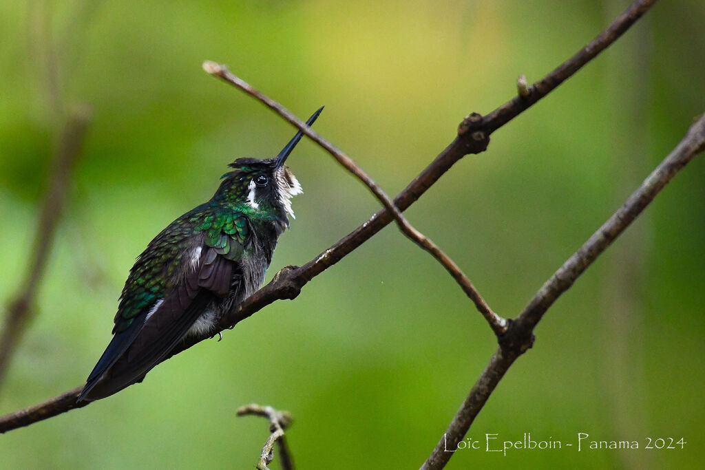 Colibri à ventre châtain