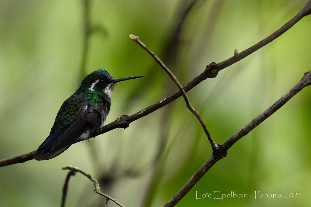 Colibri à ventre châtain