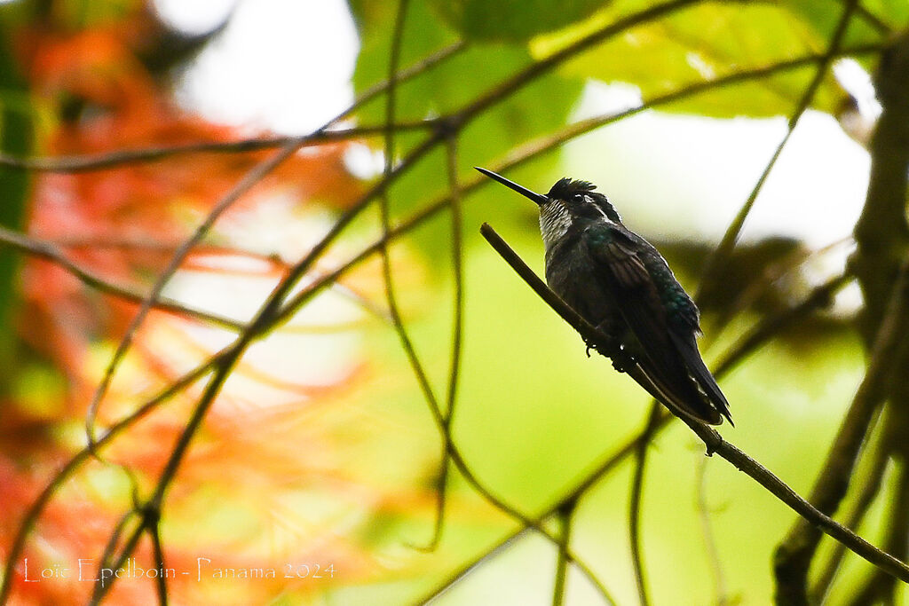White-throated Mountaingem