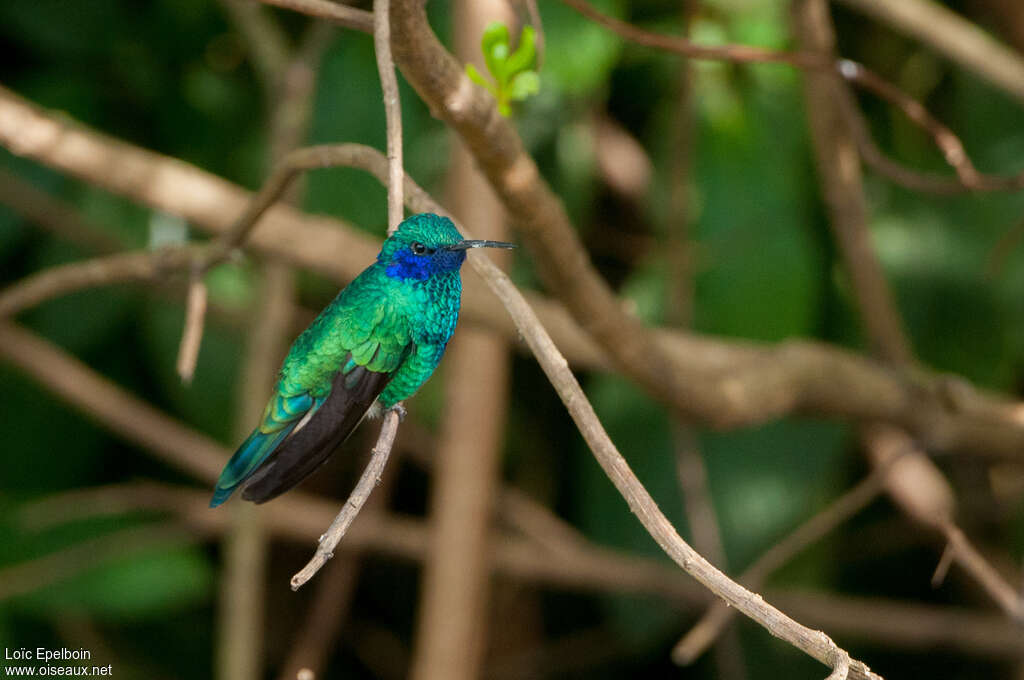 Colibri d'Anaïs