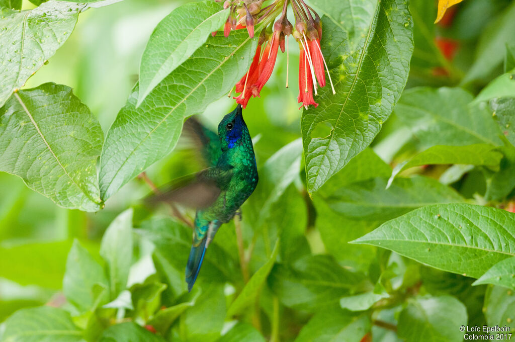 Colibri d'Anaïs